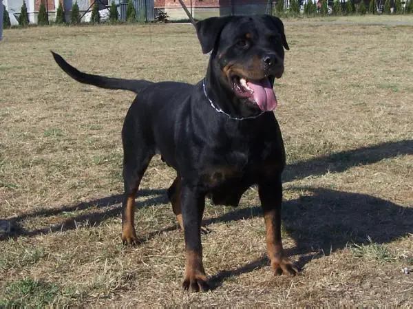 V,CAC Dora Hause Kaligula