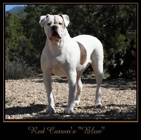 Flores kennels Blue of Red Canon Kennels