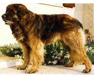 Rejan du Clos de Chauvigny