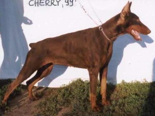 CH Cherry Chirley King of Darkness