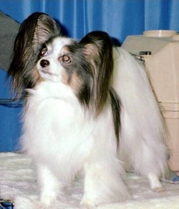 Angelique vom Schwabenhof