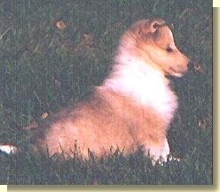 Clarion Brilliant Disguise