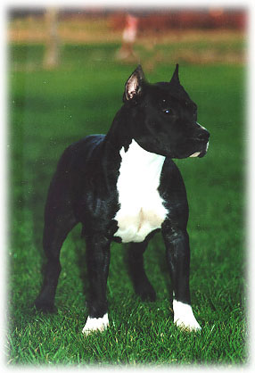 Blueberry Rebels Vamp