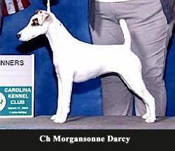 Morgansonne Darcy