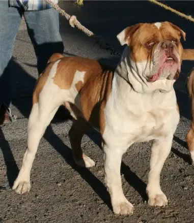 Gremlins Gizmo of BFK