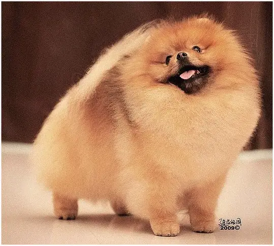 Starlight's  Score Keeper