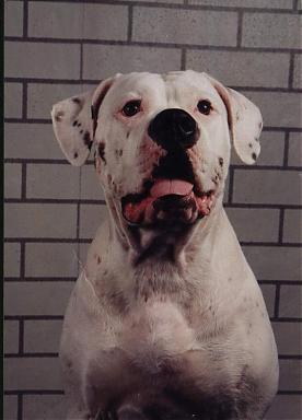 Earl's Crystal (Watchdog Crystall)