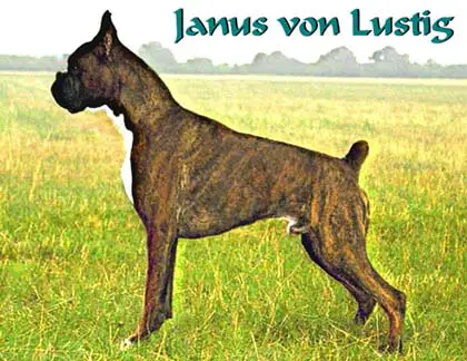 JUGENDBESTER Janus Vom Lustig