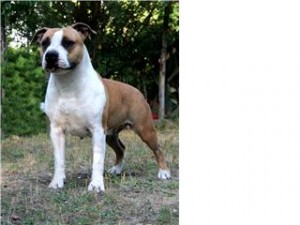 Glamour Spirit of Bazo-Town