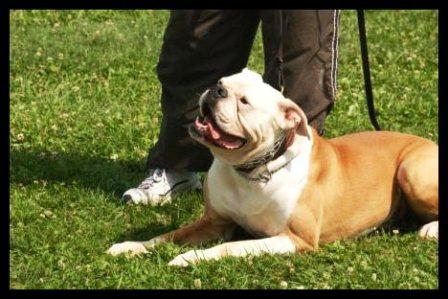 A Dog Named Horse aka Shooter