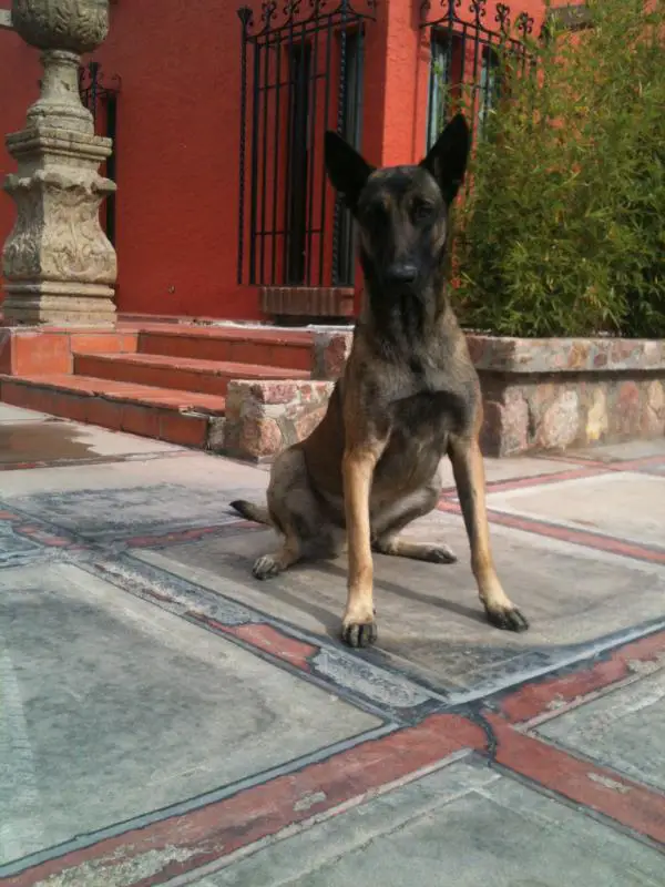 Clovis (Castellanos)