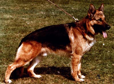 Dorian von Adeloga