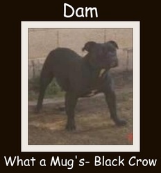 Black Crow of What a Mug