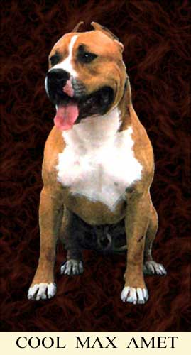 Cool Max Amet