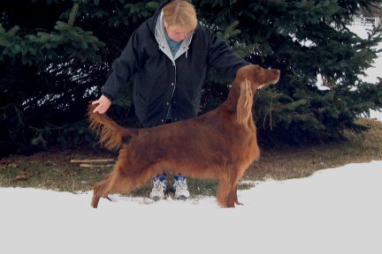 CH (US) Meadowlark's Irish Monarch