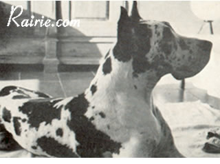 CH Swiss Sieger 1972 Cato vom Riedstern