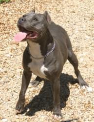 Puppy blue De la crique du flojule