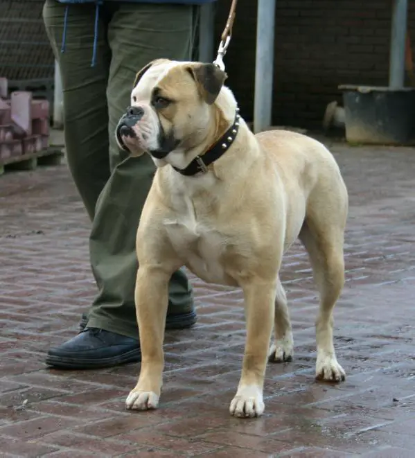 Lillian Magic Bull's Tiger Lilly