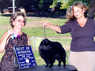 Finch's Retro son of the Revolution