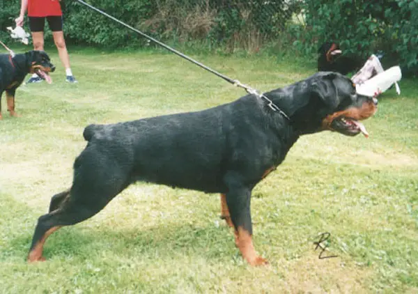 CH RUS. IPO-I HD Varvara Iz Tverskogo Doma